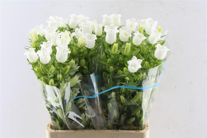 <h4>Campanula Med Champ White</h4>