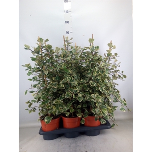 Ficus triangularis 'Sweetheart'