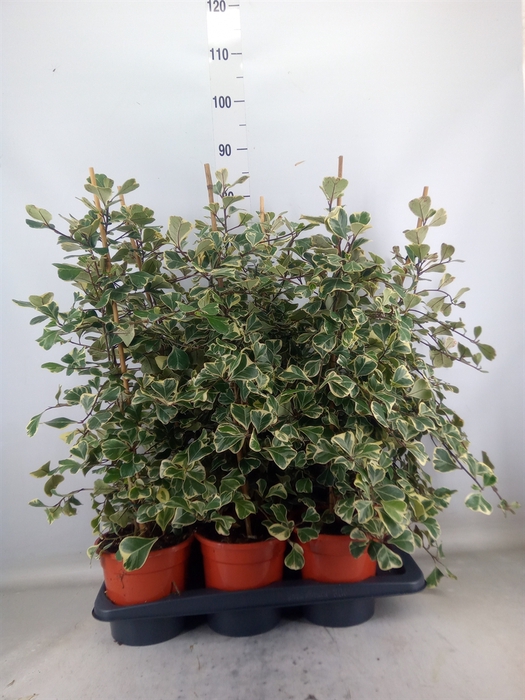 <h4>Ficus triangularis 'Sweetheart'</h4>