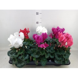 Cyclamen GR 'Mammoth'
