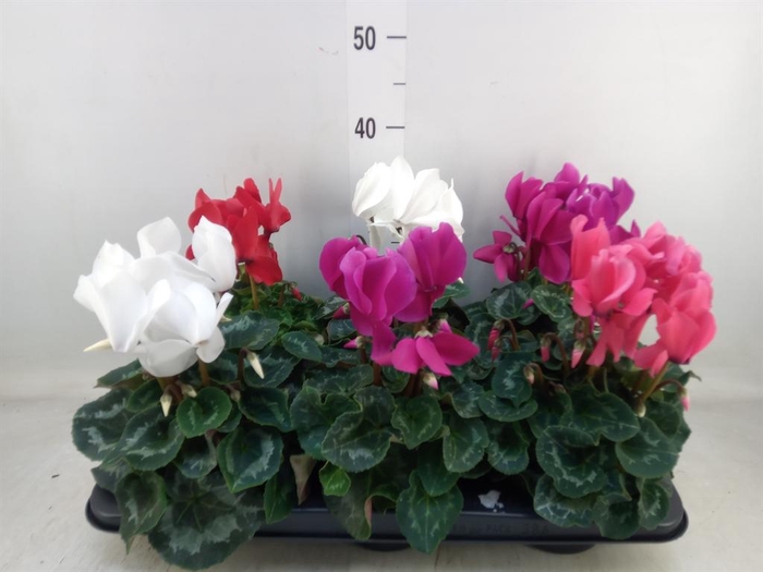 <h4>Cyclamen GR 'Mammoth'</h4>