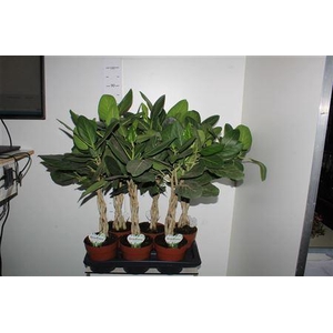 Ficus Beng Audrey Twister