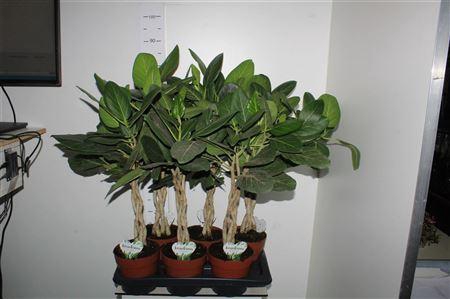 <h4>Ficus Beng Audrey Twister</h4>
