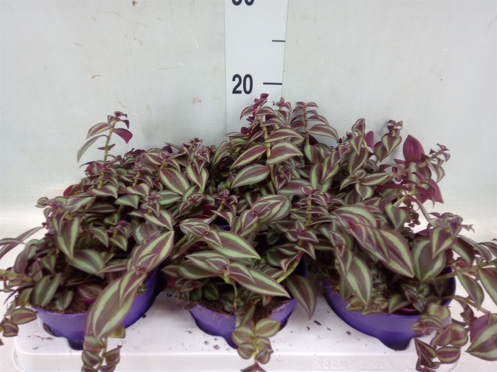 <h4>Tradescantia   ...</h4>