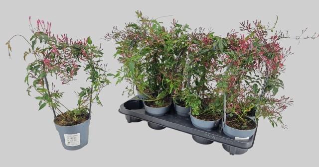 <h4>JASM POLYANTHUM RZ</h4>