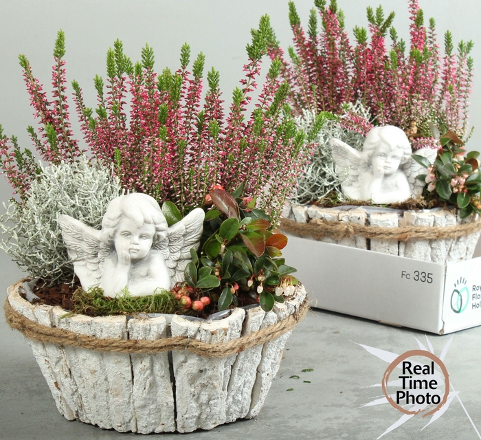 <h4>ARR TUINPLANTEN</h4>