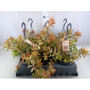 Sedum   ...