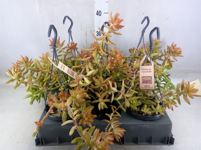 <h4>Sedum   ...</h4>