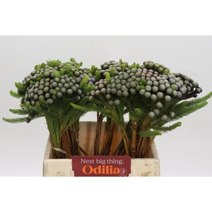 Kaaps Groen Albiflora