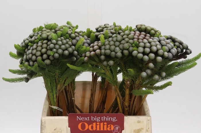 <h4>Cape Green Albiflora</h4>