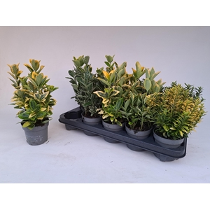 EUONYMUS JAP GEM