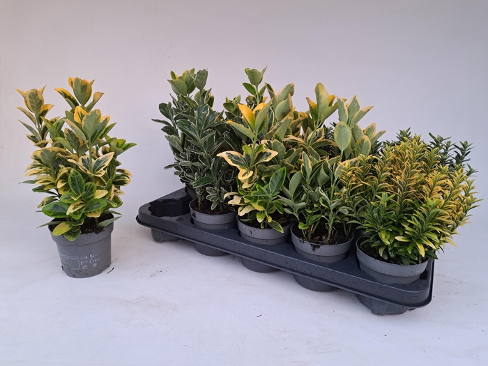 <h4>EUONYMUS JAP GEM</h4>