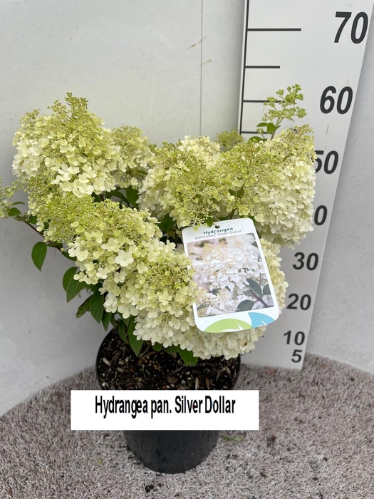 <h4>HYDR PANICULATA</h4>
