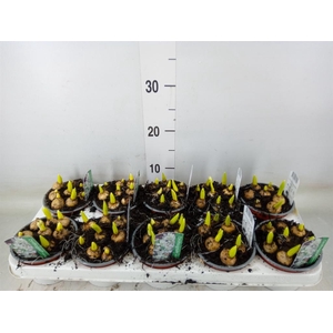 Ornithogalum balansae