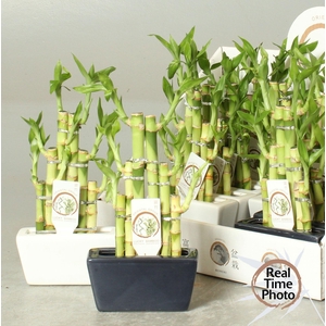 DRA LUCKY BAMBOO