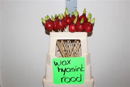 <h4>Bloembol Hyacint Ov</h4>