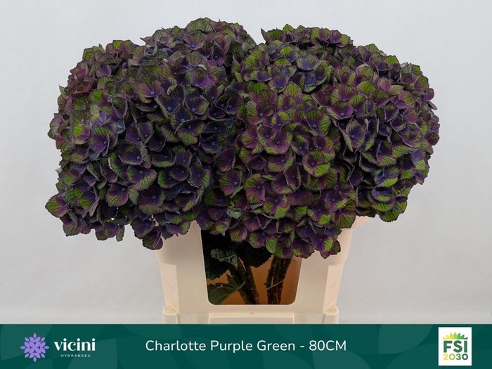 <h4>Hydrangea mag charlotte blue</h4>