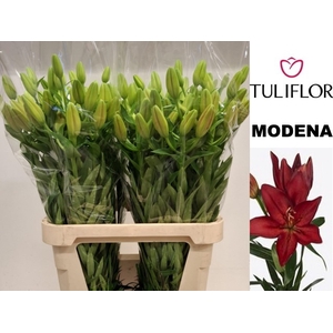 LI LA MODENA