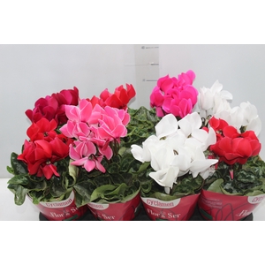 CYCLAMEN P14