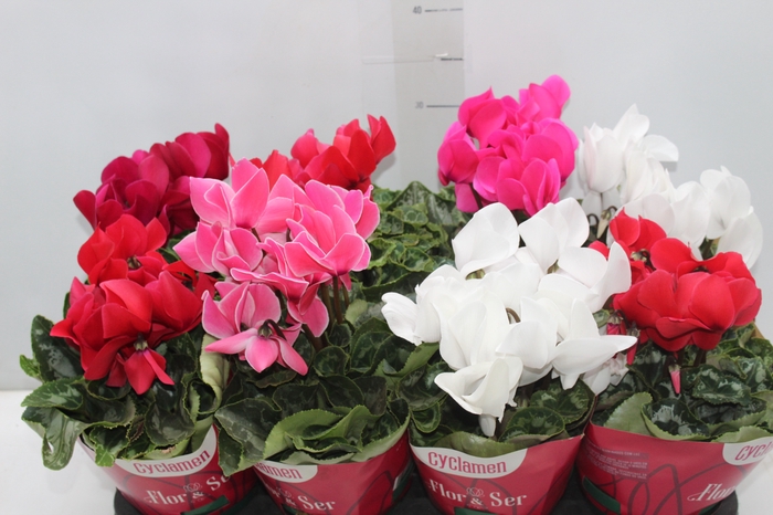 <h4>CYCLAMEN P14</h4>