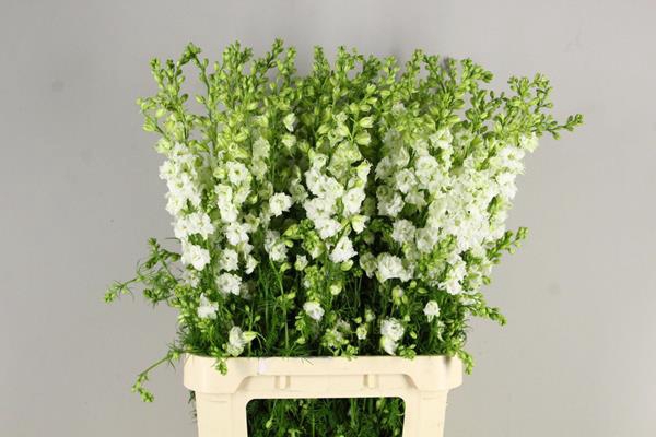 <h4>Delphinium Reg Qis White</h4>