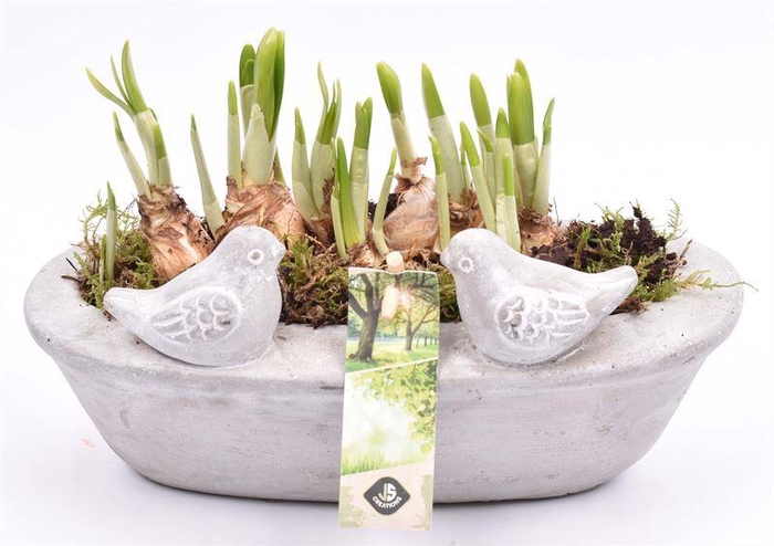 <h4>Cem. voederschaal ovaal 25x12cm</h4>