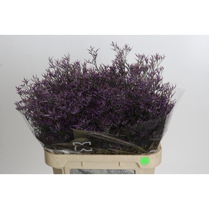 Limonium ov Safora Dark Blue