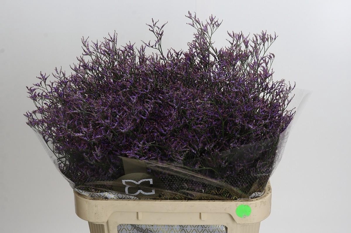 <h4>Limonium ov Safora Dark Blue</h4>