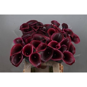 Calla Cantor