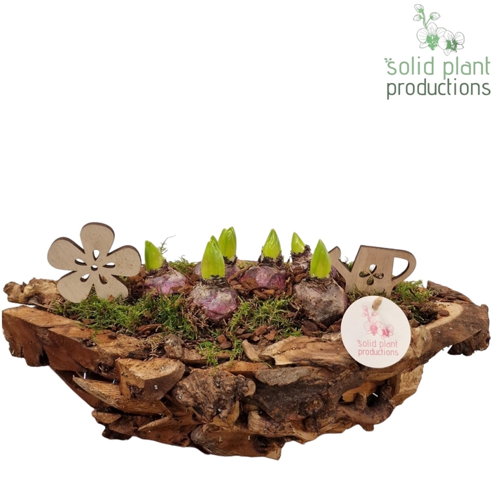 <h4>DBHY012 Driftwood Boat Hyacint</h4>