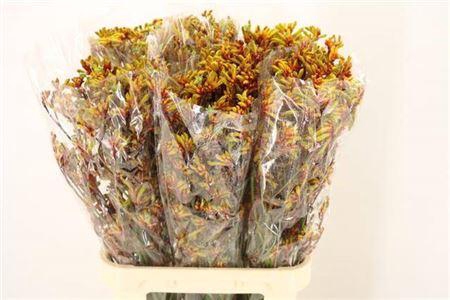 <h4>Anigoz Gold Fever</h4>