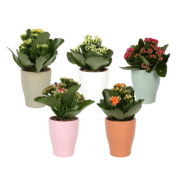 <h4>KP-590.28 -Kalanchoe 7cm in trendy keramiek - vernieuwde kleuren</h4>