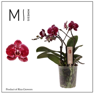 Phalaenopsis Spirit Red 3 spike - 12cm | Mimesis