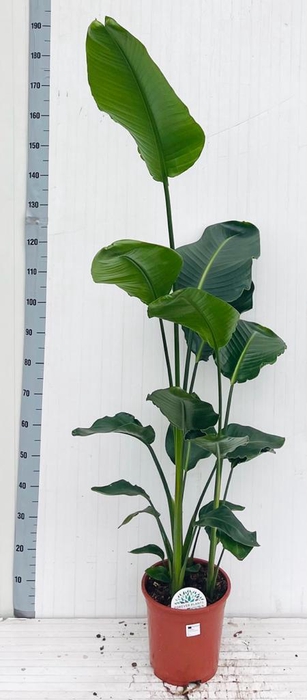 <h4>STRELITZIA NICOLAI</h4>