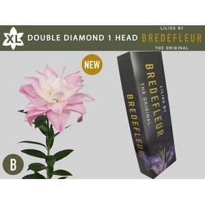 LI OR DU DOU DIAMOND 1 HEAD QUALITY BOX