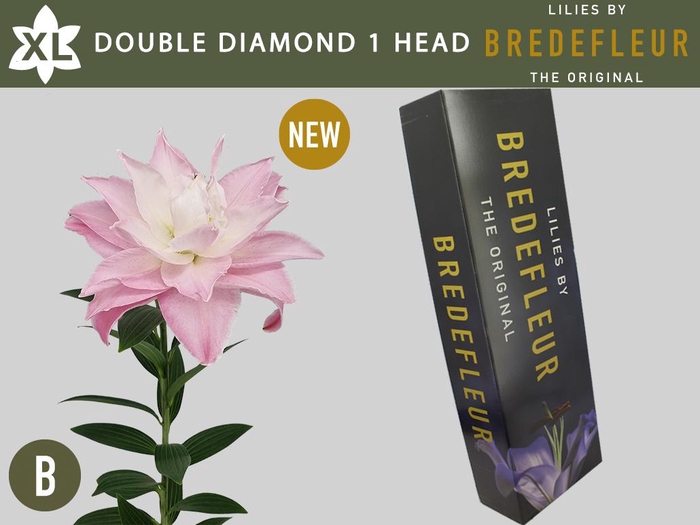 <h4>LI OR DU DOU DIAMOND 1 HEAD QUALITY BOX</h4>