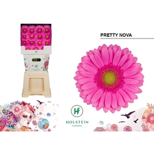 Gerbera diamond pretty nova