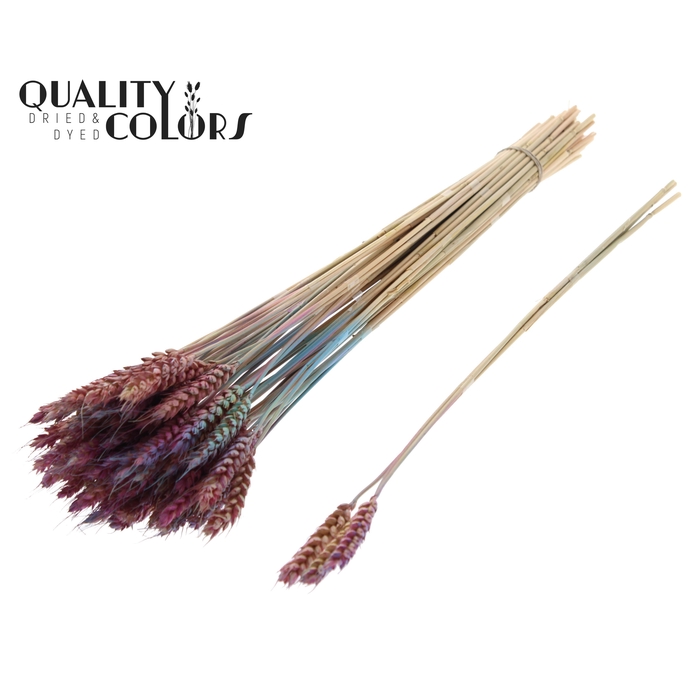 <h4>Triticum 3pc/Tuft Gradient Pink</h4>