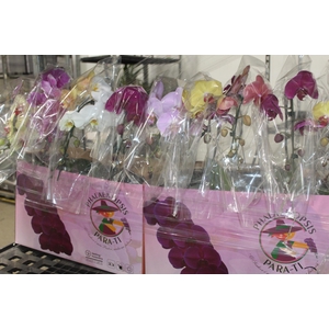 PHALAENOPSIS CASCATA ESPECIAL P15 MIN 8 FLS