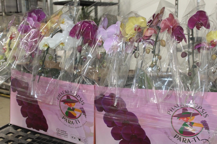 <h4>PHALAENOPSIS CASCATA ESPECIAL P15 MIN 8 FLS</h4>