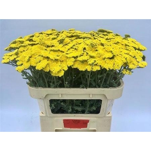 Achillea Moonshine