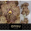 Vanda Su Oce Mocha