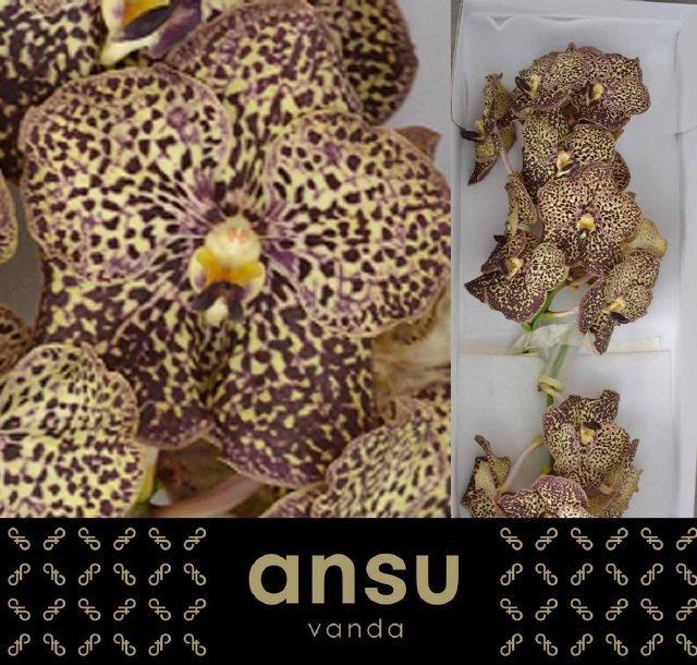Vanda Su Oce Mocha
