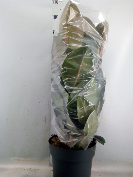 <h4>Ficus elastica 'Robusta'</h4>