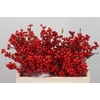 Ilex Verticillata Red