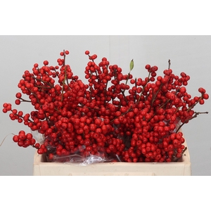 Ilex Verticillata Red