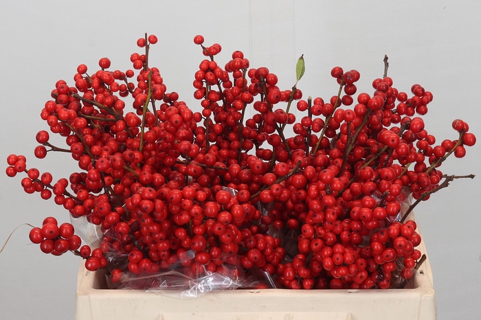 <h4>Ilex Verticillata Red</h4>