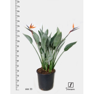 STRELITZIA REGIN BL