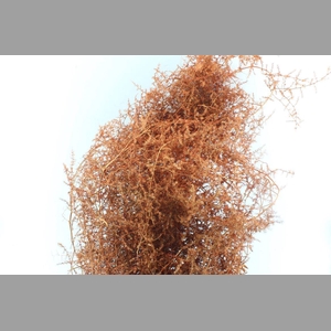 Asparagus Wilde Copper