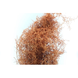 Asparagus Wilde Copper